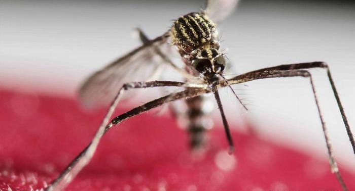 43 cases of Zika virus infection confirmed in Spain